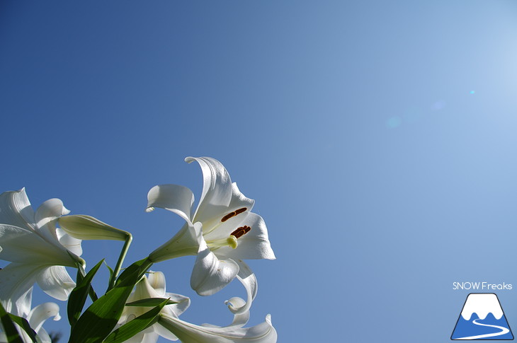 北海道最大級、213万輪のゆりの花！『オーンズ春香山ゆり園』